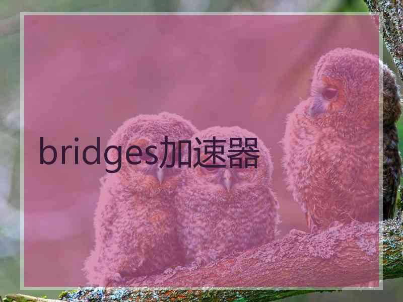 bridges加速器